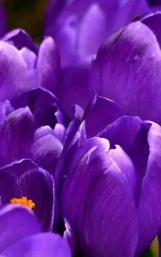 唯美紫色系植物花卉高清图片壁纸2