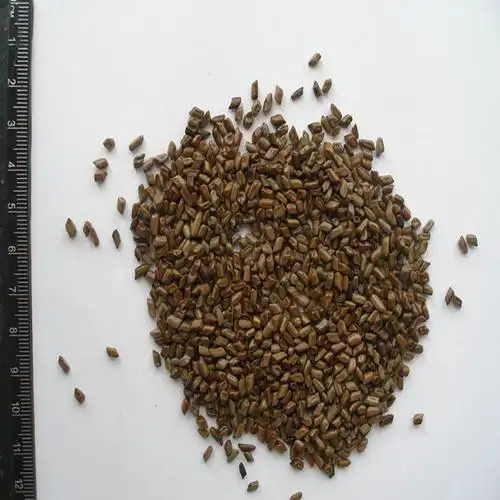 供应产地泡桐树种子兰考泡桐