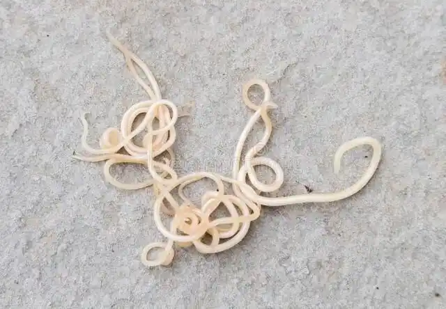 宝塔糖的正确服用方法不确定有蛔虫能吃宝塔糖吗