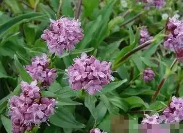 原植物:甘松为多年生草本.