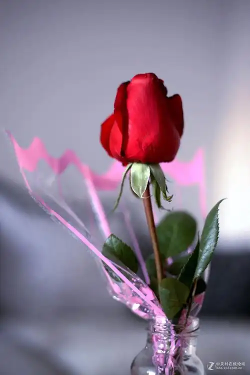 一支玫瑰花——小情人的礼物-中关村在线摄影论坛