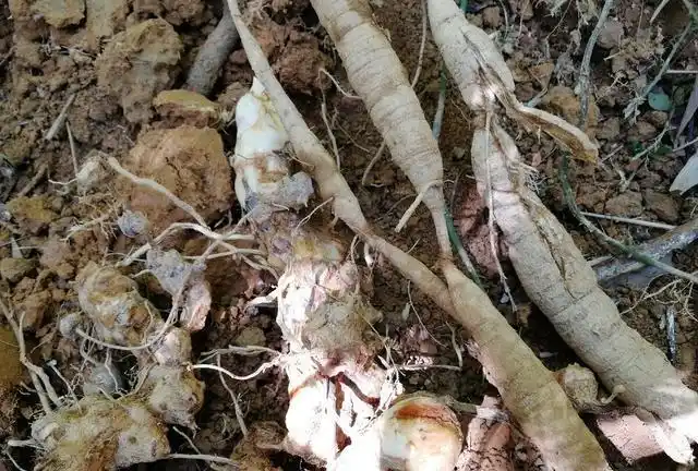 种牛大力能赚钱吗?