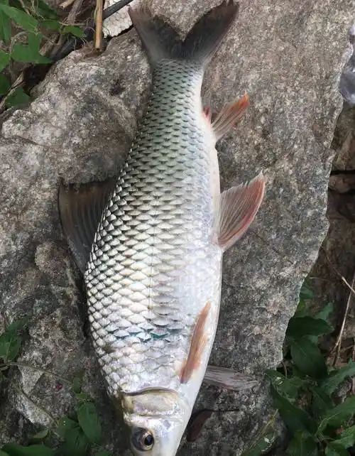 东莞东江垂钓土鲮鱼,涨潮遇见鱼群._时候_位置_饵料