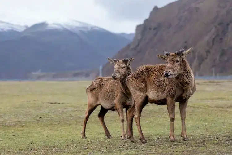 人鹿情缘青藏高原上的马鹿俱乐部