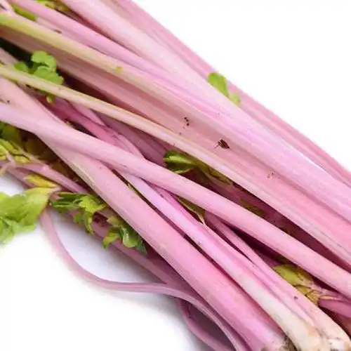 蔬菜农场批发特色新鲜生态食品红芹菜 补血保健有机蔬菜现摘配送