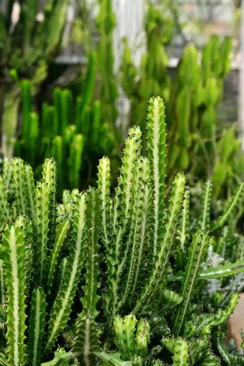 沙生植物(厦门植物园)