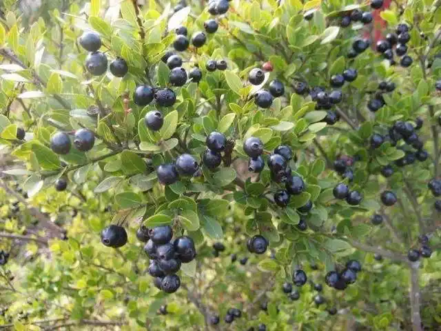 大山里野果这么多,你认识能叫出名字的有几种