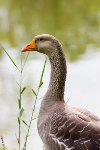 两只鹅走在湖边