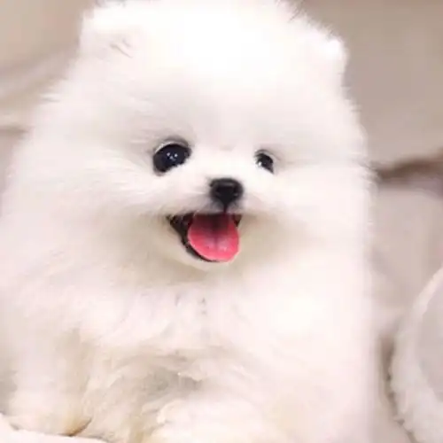 宠爱天下纯种博美幼犬活体俊介纯白色长不大玩具型宠物狗狗z