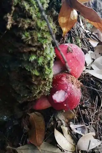 寿乡顶级山珍—红菇