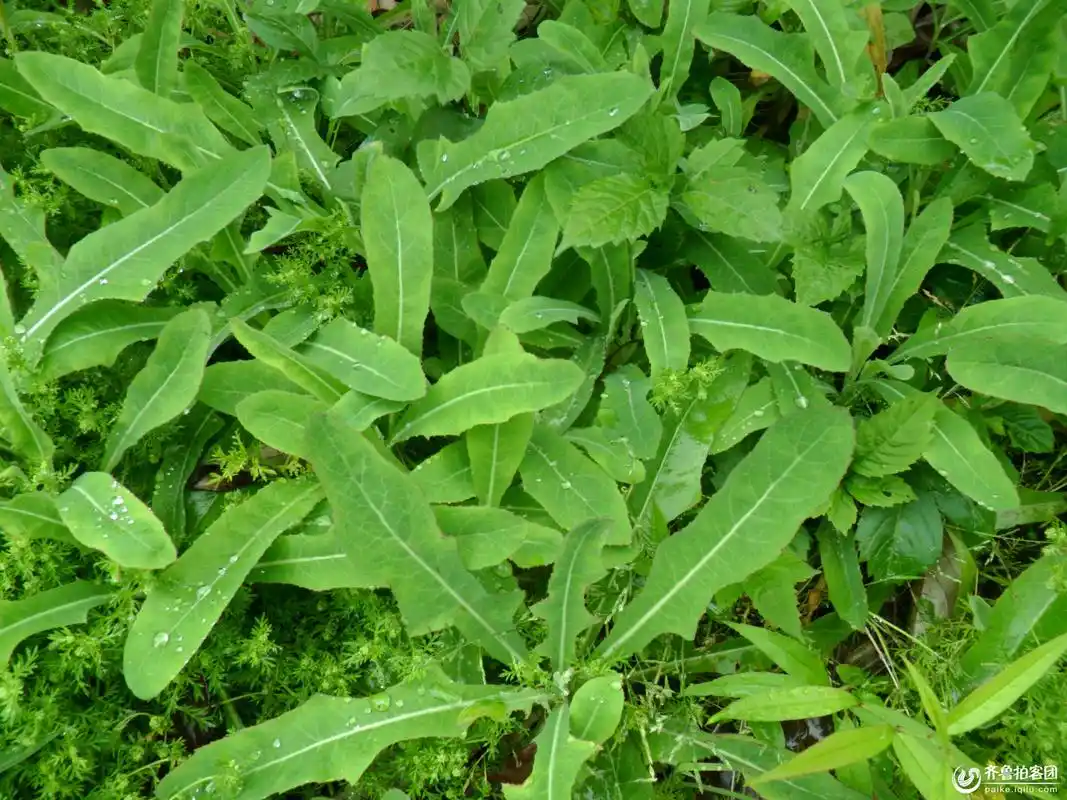 阳高苦菜(苦菜的工效)