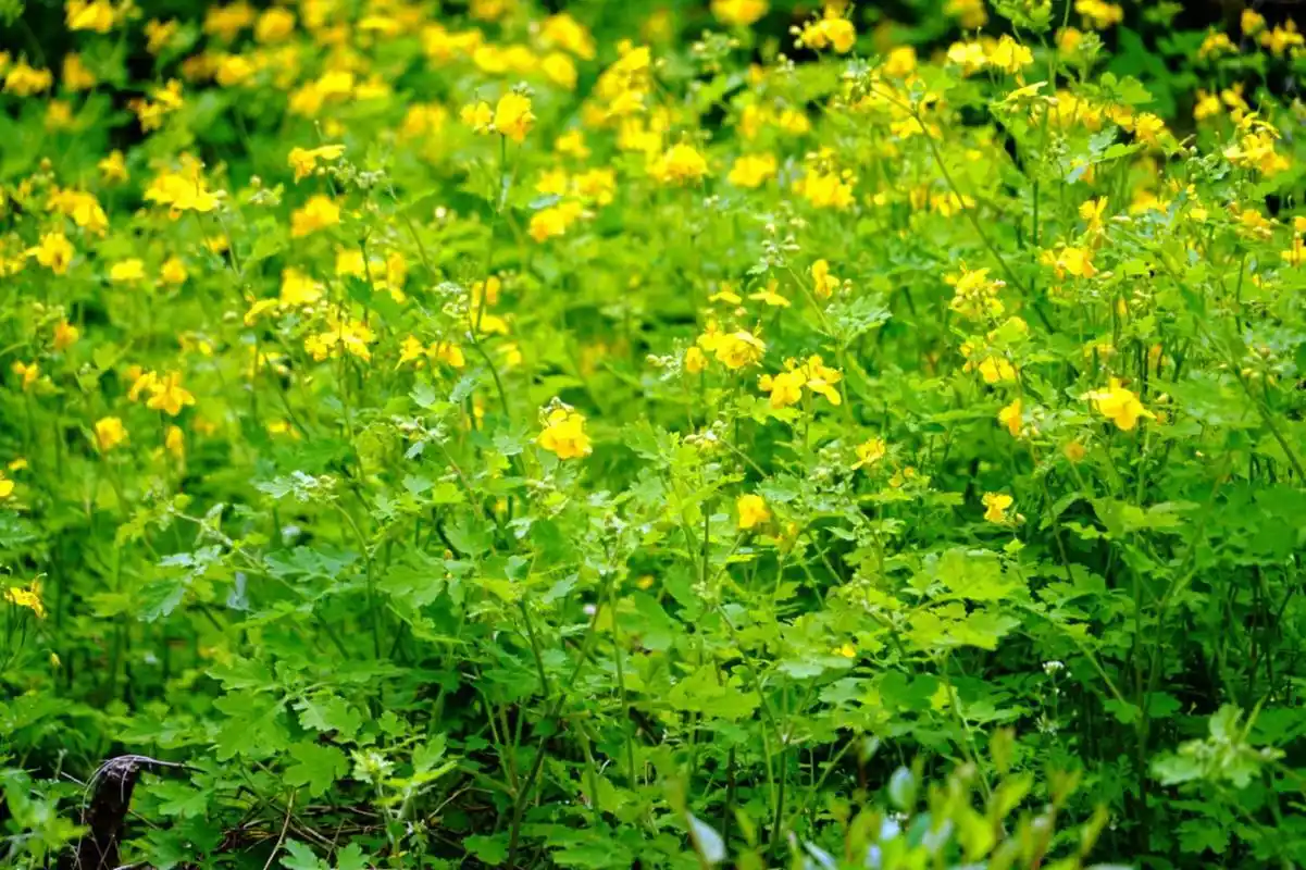 每日一花3.24:白屈菜:燕子草