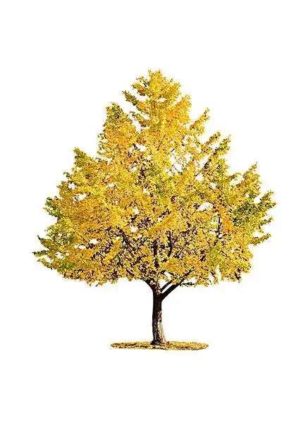 一棵完整的银杏树