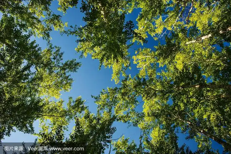 在蓝天背景下,阳光照射的树顶