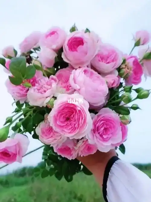 我的心爬藤月季