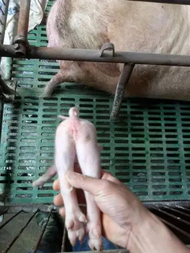 哺乳仔猪:八字腿 我这猪场里 有的母猪生出来会有八字腿 个位大神帮我