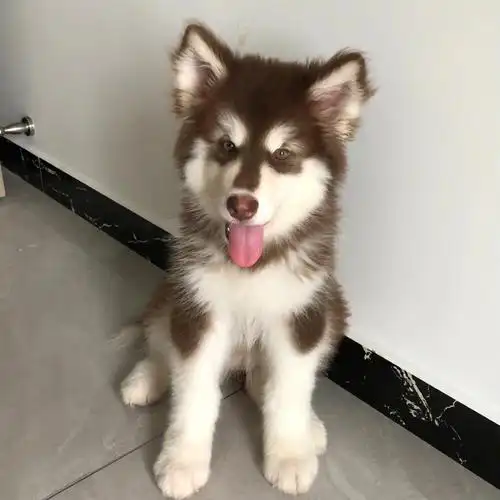 阿拉斯加多大开始补钙呐