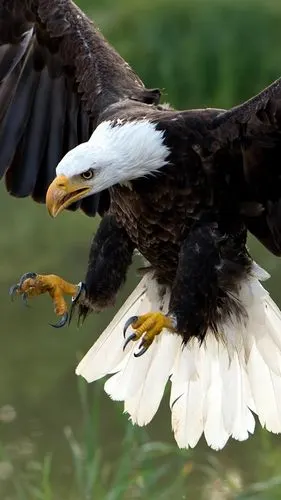 iphone 壁纸 鹰飞,翅膀