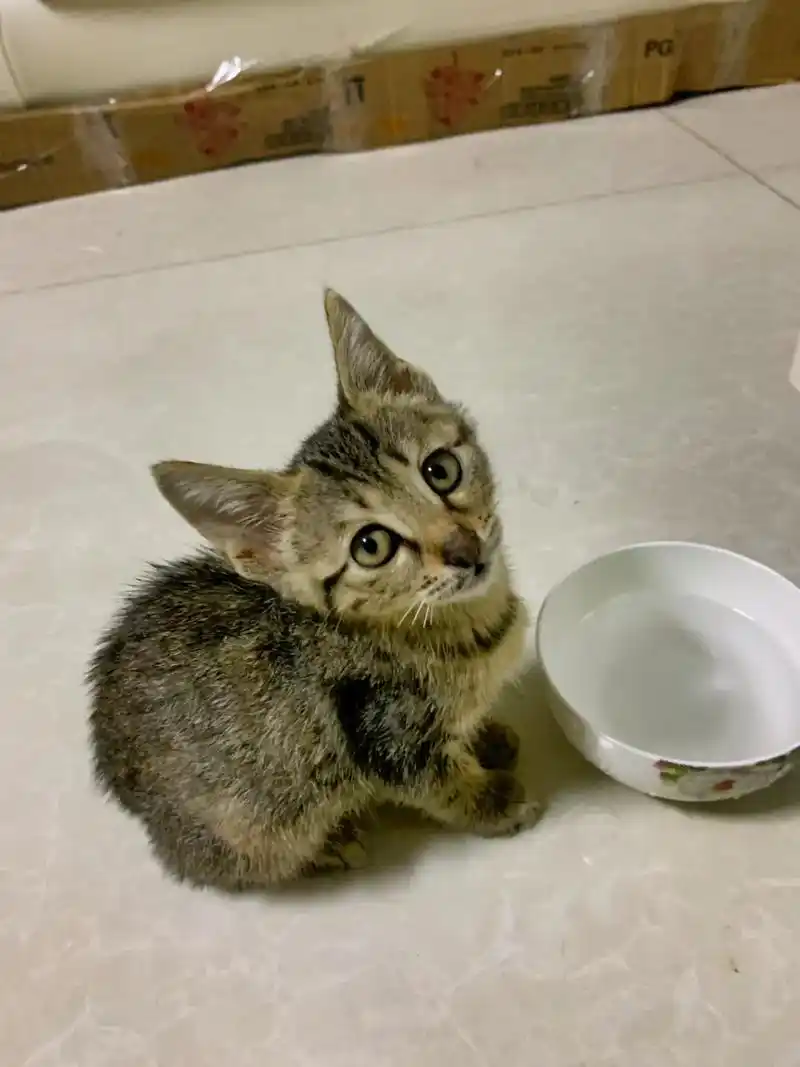 小毛的成长照片#中华狸花猫 #记录猫咪日常 #小时候vs现在 - 抖音