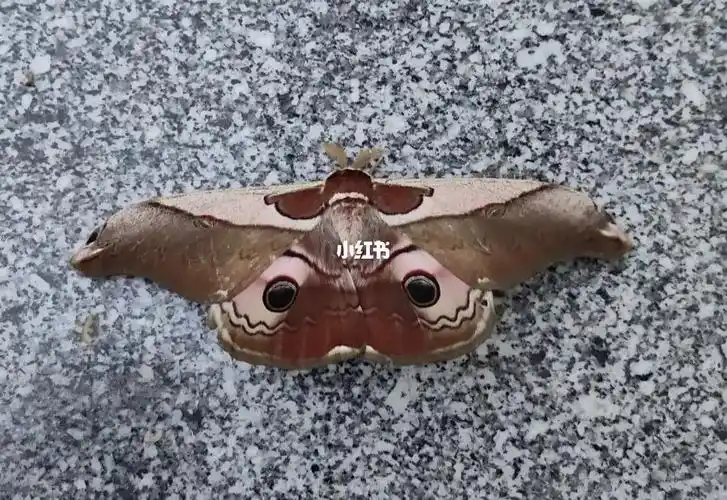 银杏大蚕蛾和后目珠天蚕蛾