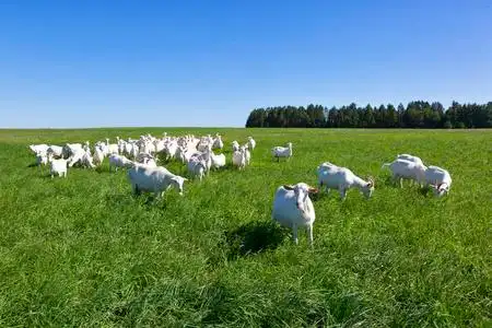山羊在碱性磷酸酶图片-山羊在碱性磷酸酶素材-山羊在碱性磷酸酶插画-
