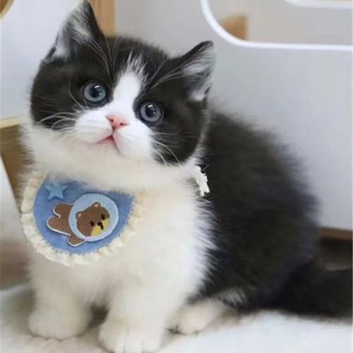 英国短毛猫活体英短黑白奶牛猫咪幼崽矮脚猫可爱宠物幼猫【7天内发货