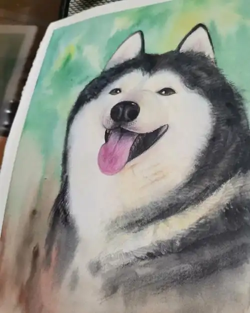 原创水彩彩铅动物我家的哈士奇含步骤