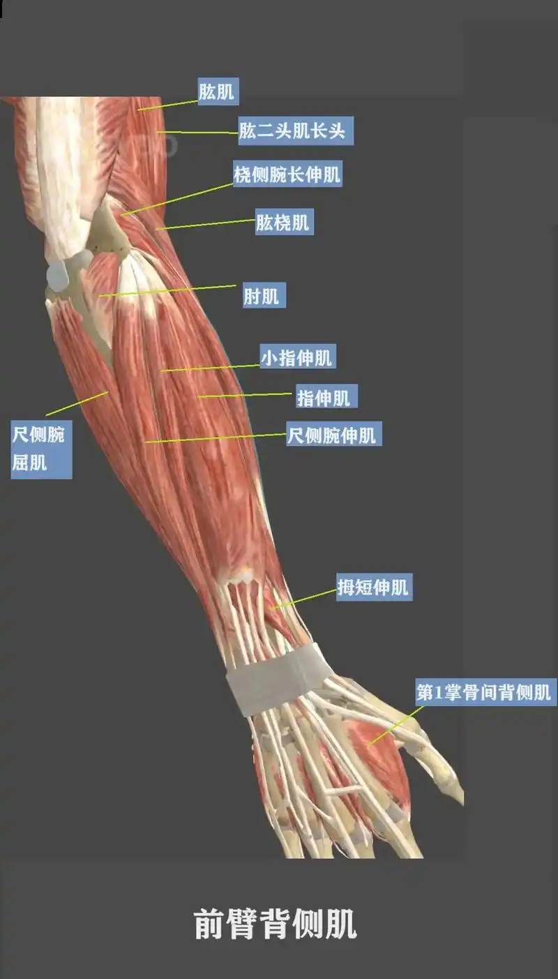 前臂.#运动解剖 #创作灵感 #医学科普 #医学生 #肌肉 - 抖音