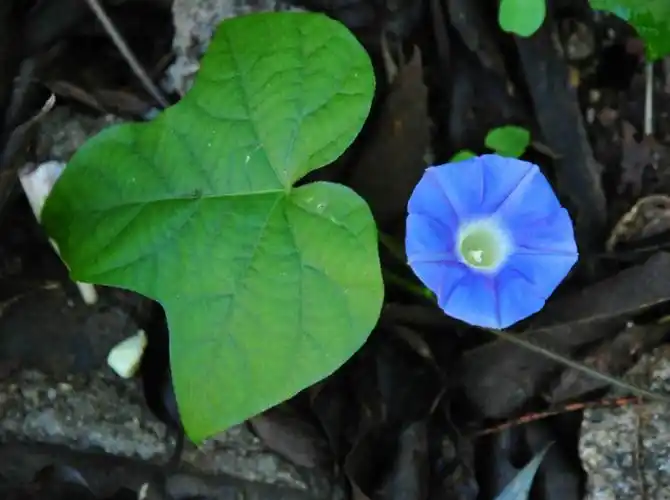 旋花科——裂叶牵牛 - 山野轻风 - 山野轻风的博客