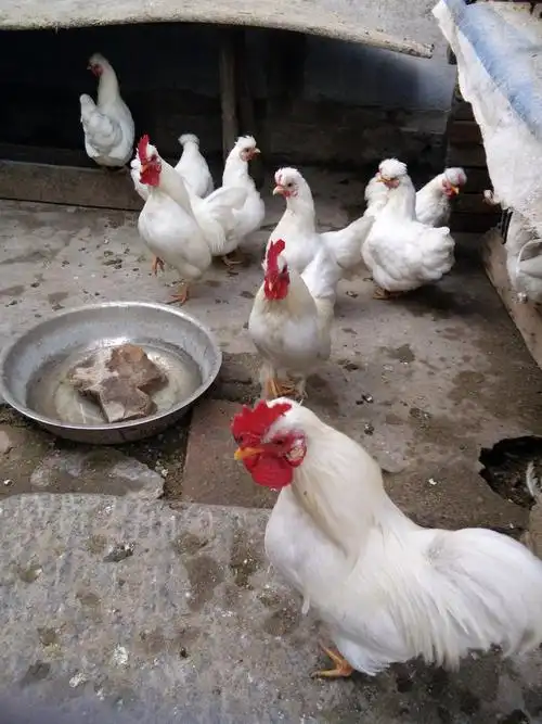 元宝鸡 统货 2斤以下