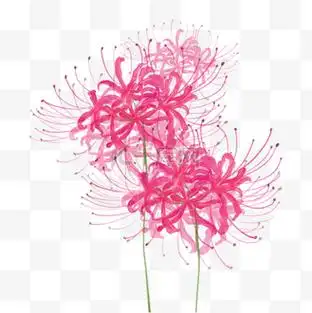 粉色水彩花卉日本彼岸花