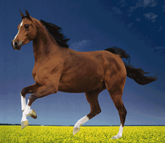 340_295gif 动态图 动图