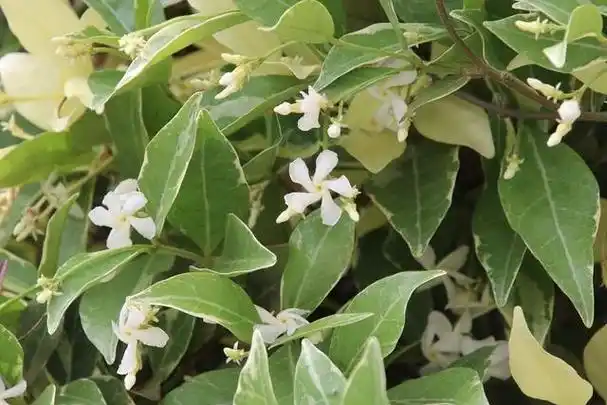 农村全身都是宝的络石藤,这神奇的草药你知道吗!