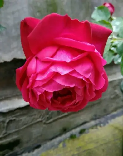 中国古老月季"紫荷",一点不输欧月日月,花美香浓,四季有花开