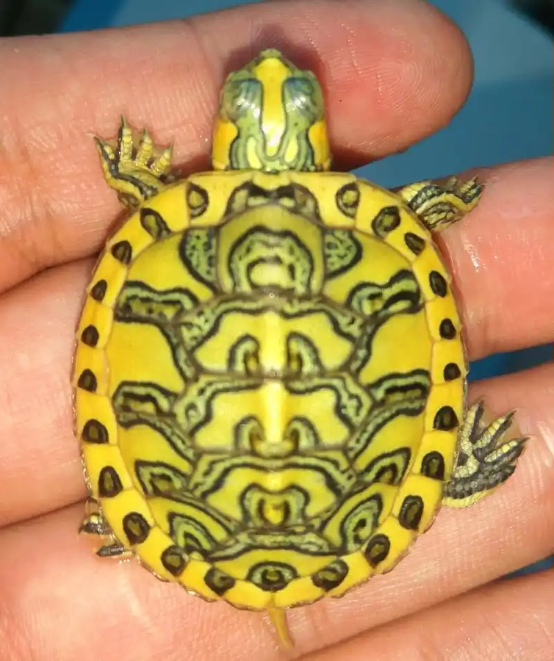 高系数变异黄耳龟 算不算巴西里面的超级蜡笔了97#阳归 #阳 - 抖音