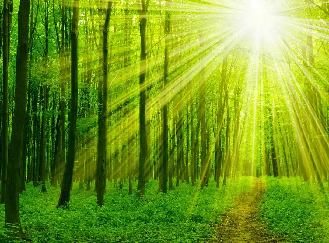 森林阳光素材-森林阳光图片-森林阳光素材图片下载-觅知网