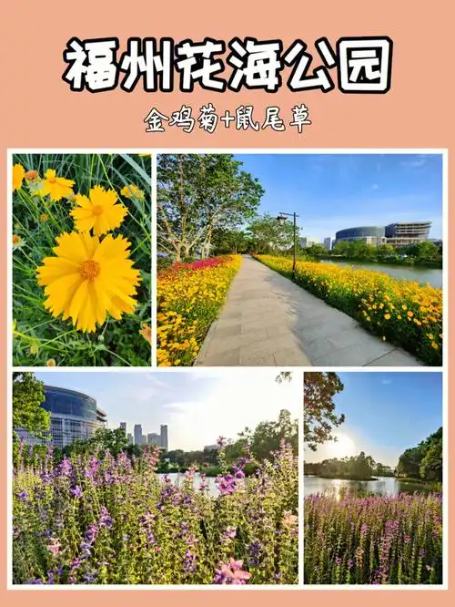 福州花海公园5月赏花金鸡菊鼠尾草