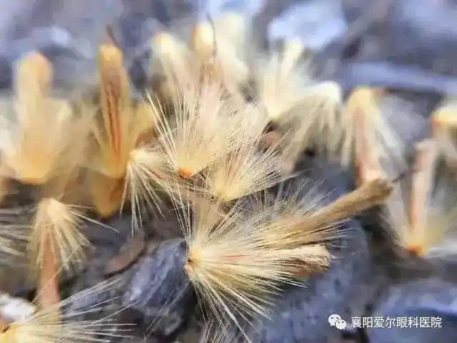 梧桐树的花语:至死不渝的爱情