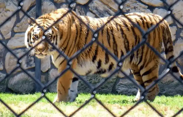 轰动一时的八达岭老虎伤人案:幸存者索赔150万,因毁容无法工作_赵箐_