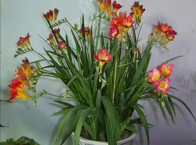 家庭养花,推荐5种小盆栽,开花漂亮还好养_东方养生频道_东方养生