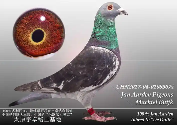 杨阿腾多利号49雌(已售)