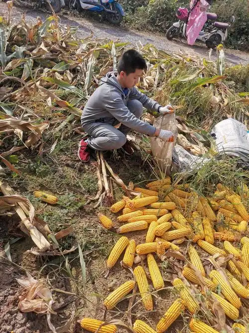 248班赵伯阳 亲近乡土 感悟丰收 —— 掰玉米社会实践活动