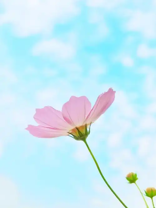 仰望蓝天的格桑花