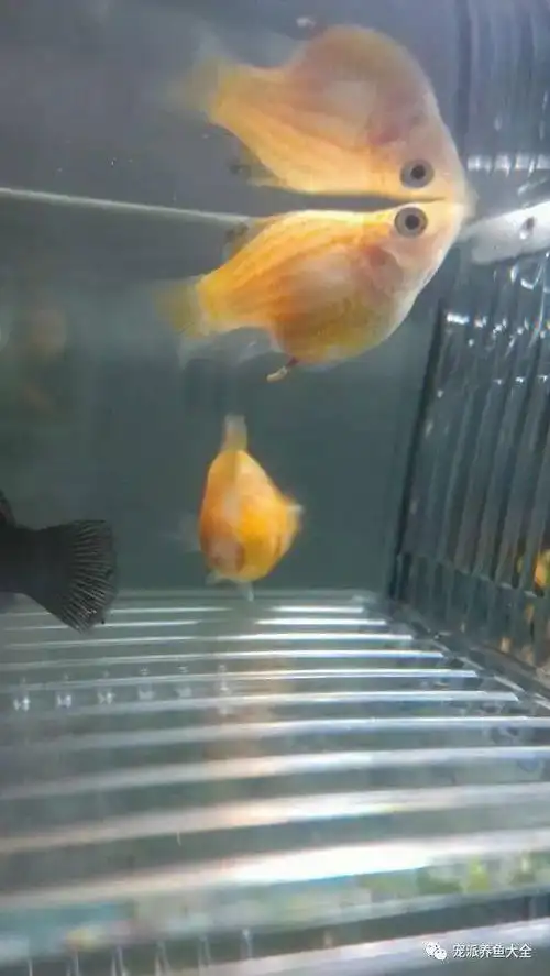 但是当母皮球就要临产的时候需要一个安定的环境,这时候还有公鱼在