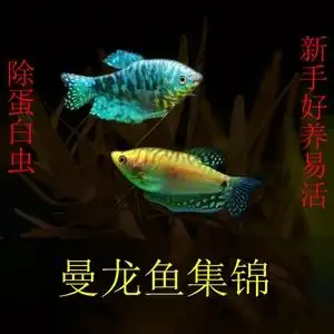 807人付款淘宝曼龙鱼金曼龙蓝曼龙吃蛋白虫热带观赏鱼
