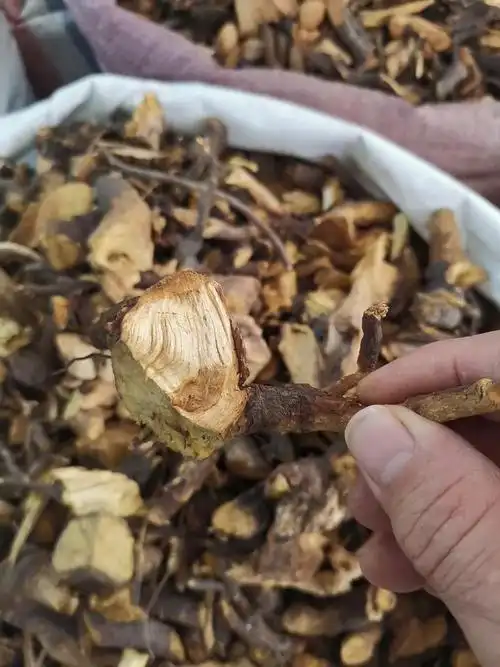 苦李根,睇牛仔,野生新货欢迎来电咨询下单