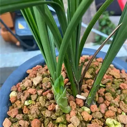 蕙兰中华红素 - 兰花交易网