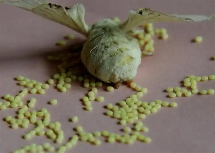 上一页 下一页 作品名称: 蚕蛾产卵图  作品描述:   拍摄地点: 震泽