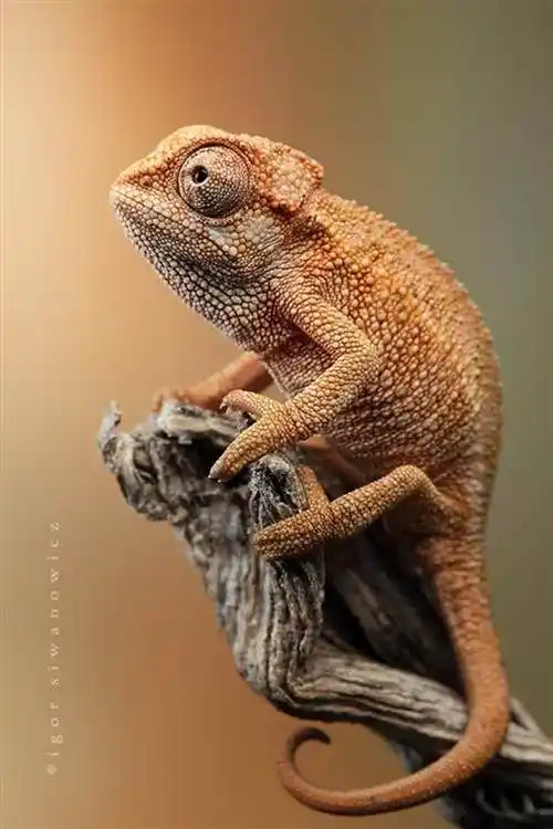 不可思议!摄影大师的微距作品(一)