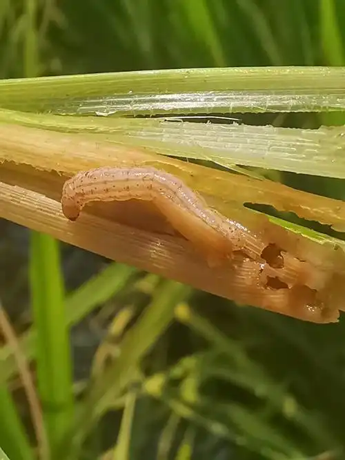 水稻二化螟 - 简书